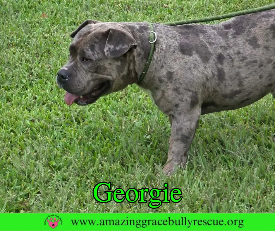 Georgie image 4