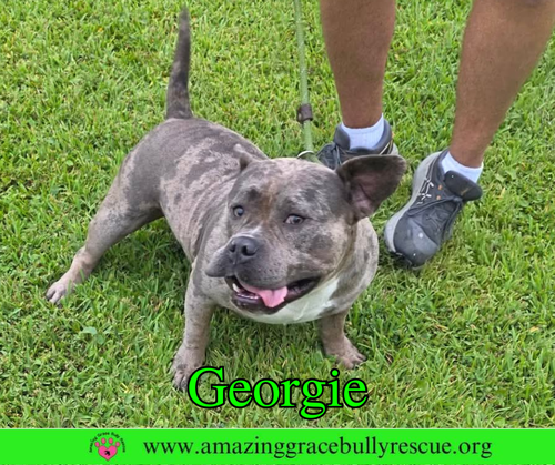 Georgie photo 4