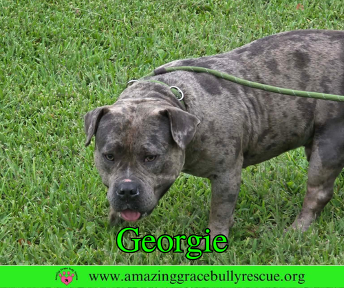 Georgie photo 5