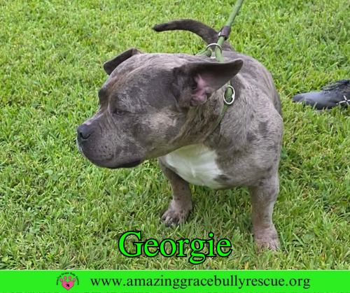 Georgie photo 7