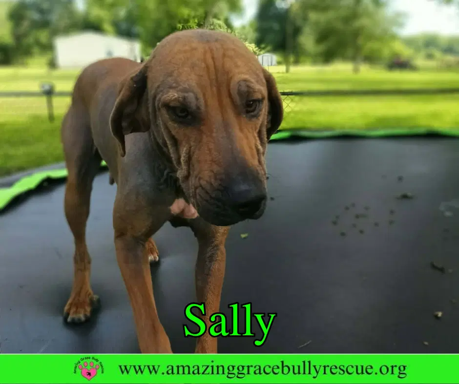 Sally - Redbone Coonhound