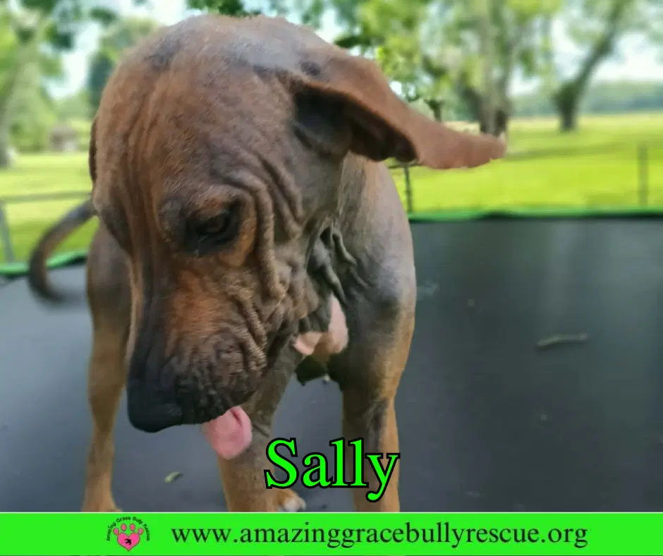 Sally image 2