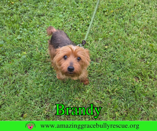 Brandy