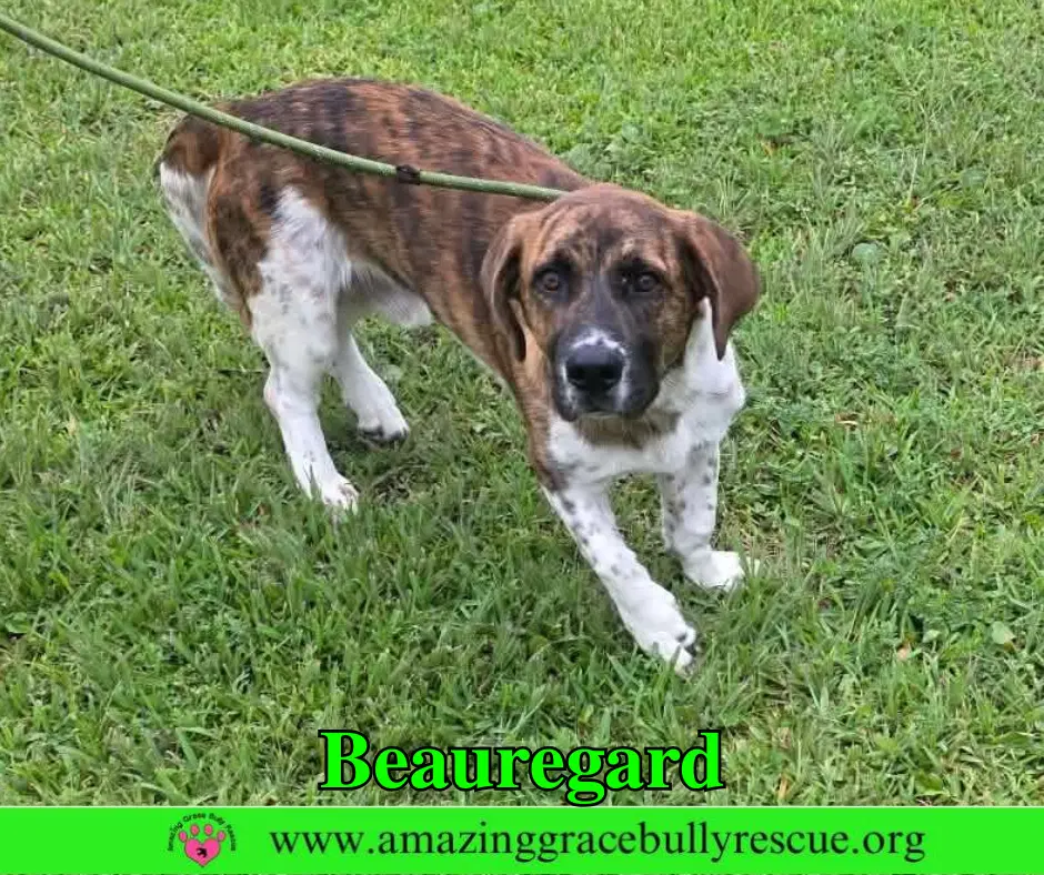 Beauregard - Basset Hound