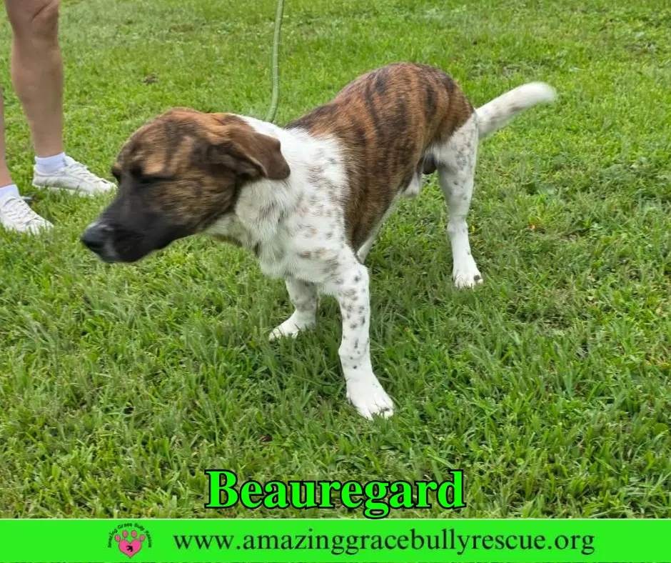 Beauregard image 4