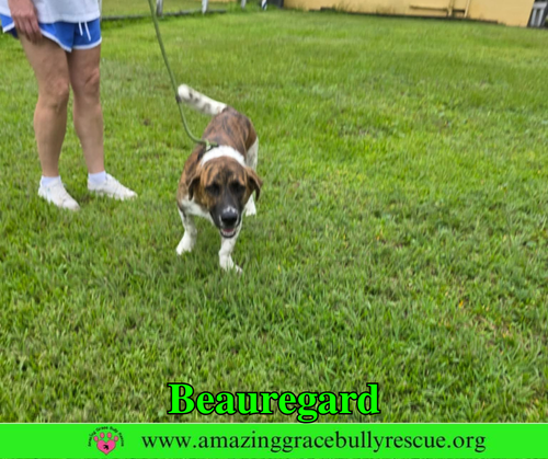 Beauregard photo 10