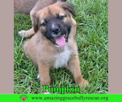 Pumpkin, an adoptable Black Mouth Cur in Milton, FL