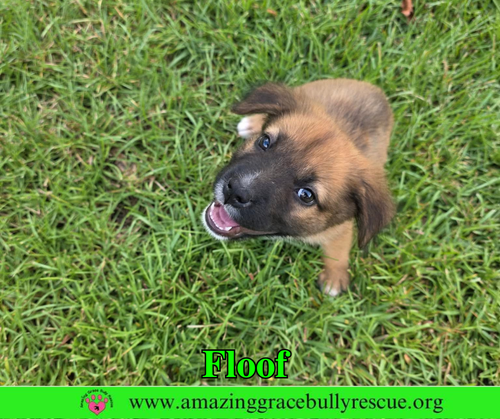 Floof, an adoptable Black Mouth Cur in Milton, FL