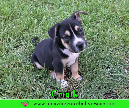Crook, an adoptable American Staffordshire Terrier in Milton, FL