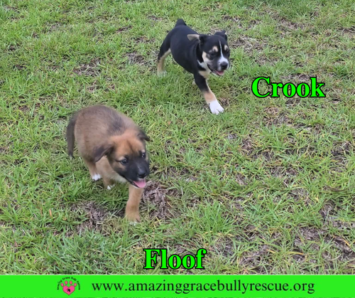 Crook photo 8