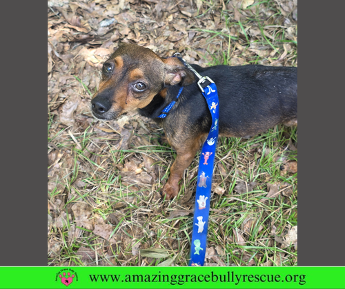 Mohammed, an adoptable Chihuahua in Milton, FL