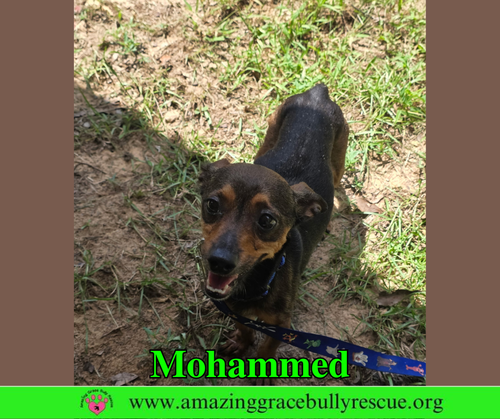 Mohammed photo 3