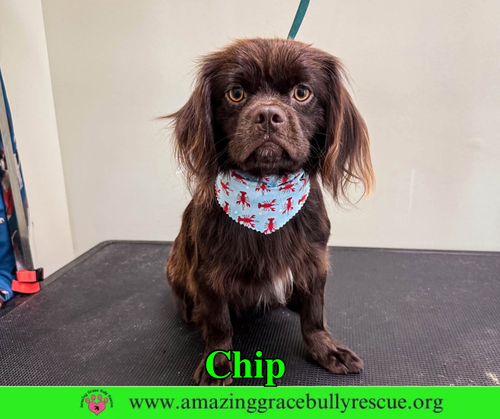Chip, an adoptable dog