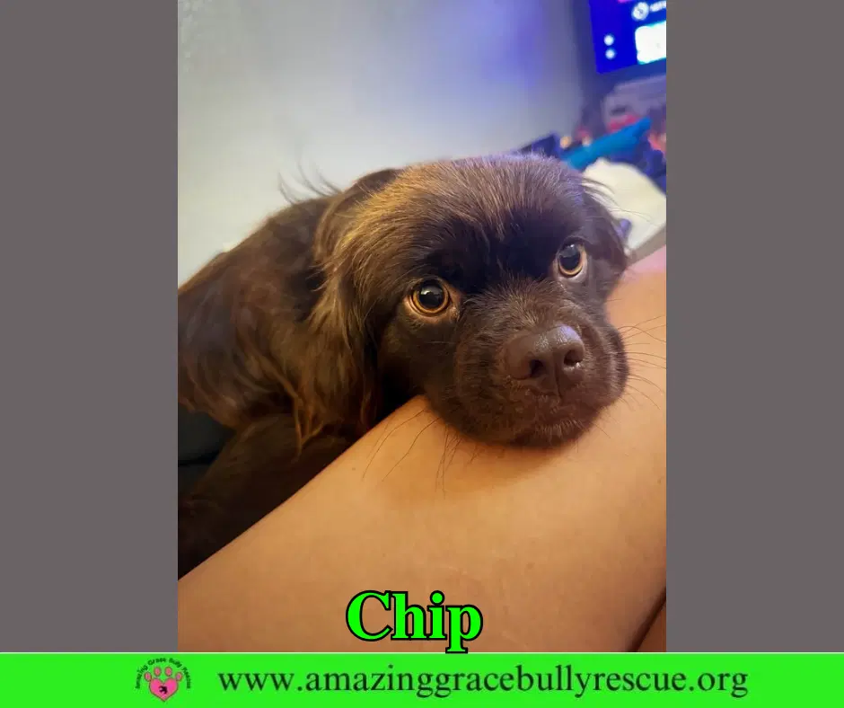 Chip image 2