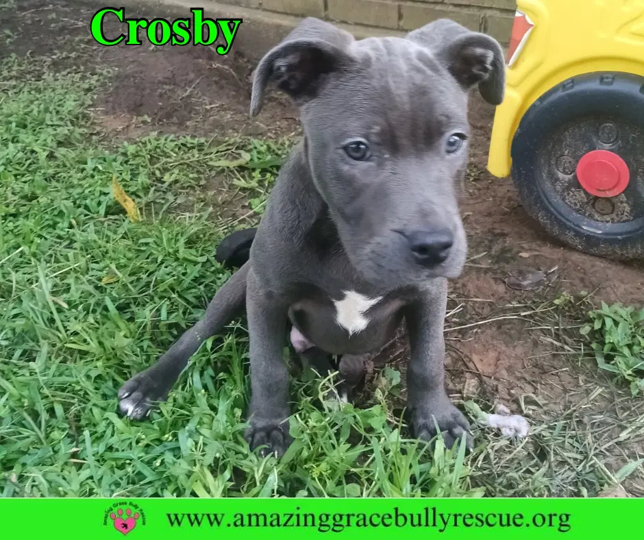Crosby - American Pit Bull Terrier
