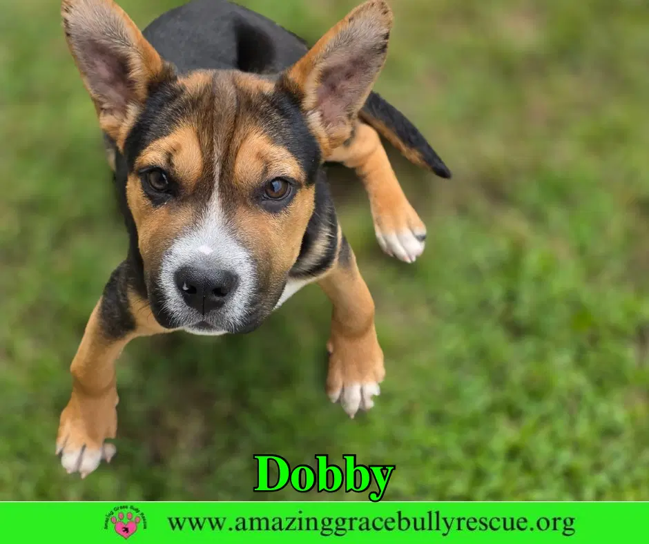 Dobby - American Staffordshire Terrier