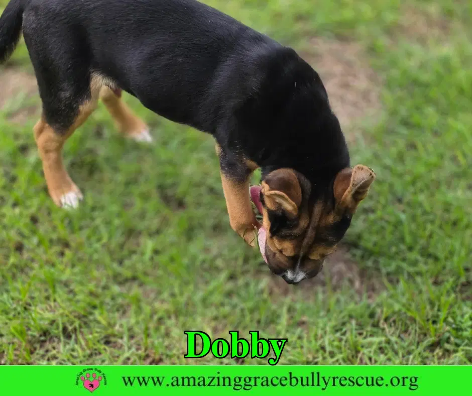 Dobby image 2