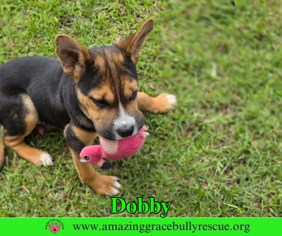 Dobby image 3