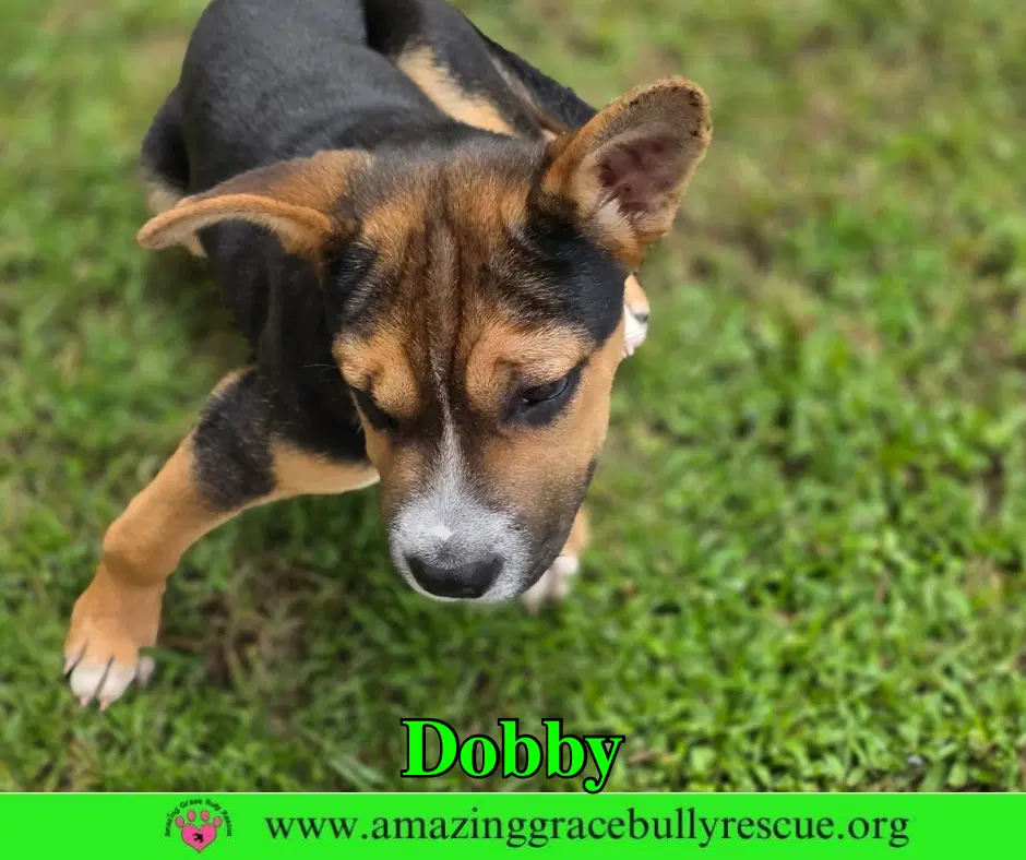 Dobby image 4