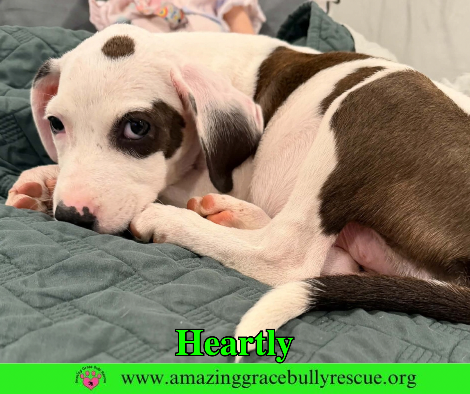 Heartly, American Bulldog