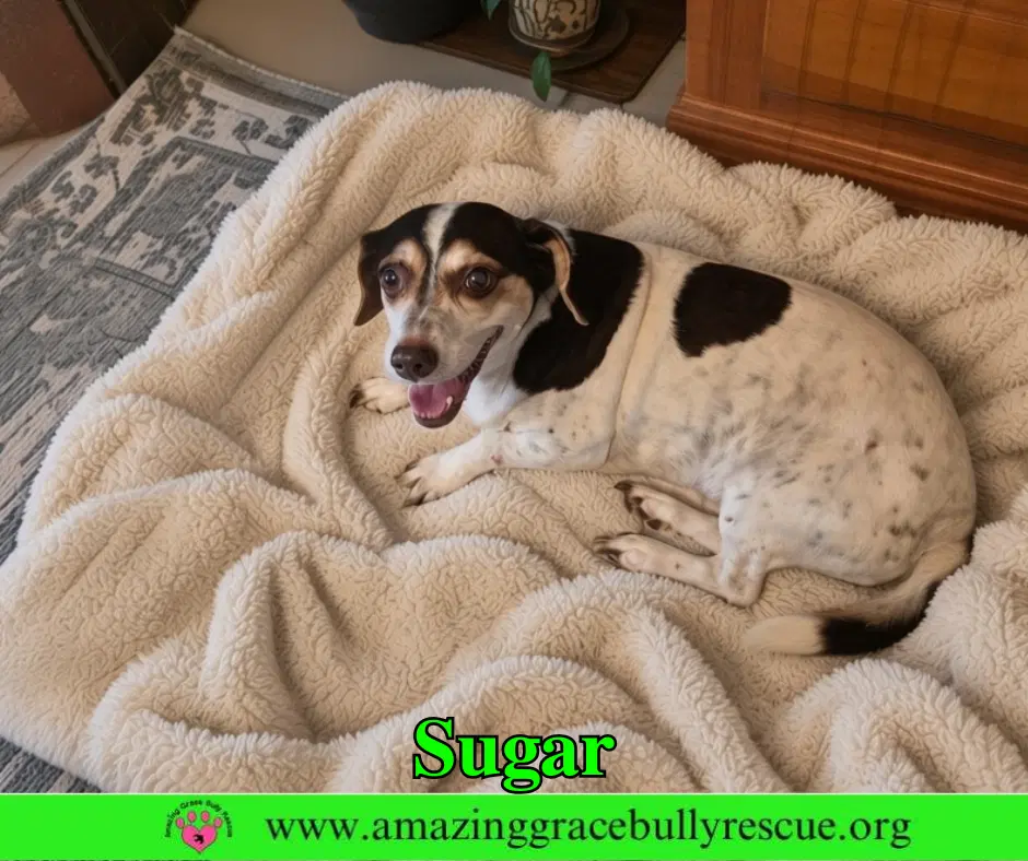 Sugar - Beagle