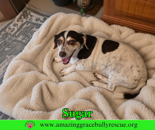 Sugar, an adoptable dog