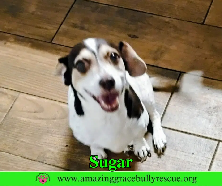 Sugar image 2