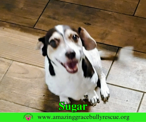 Photo 2 of Sugar