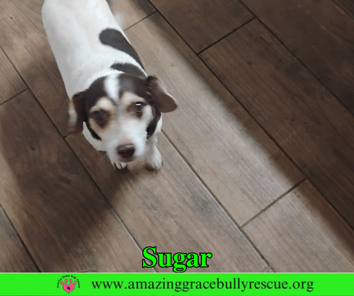Photo 3 of Sugar