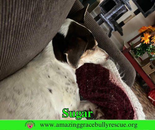Photo 4 of Sugar