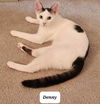 Denny ADULT MALE Sponsored!