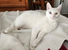 Little Bit ADULT FEMALE Heterochromia