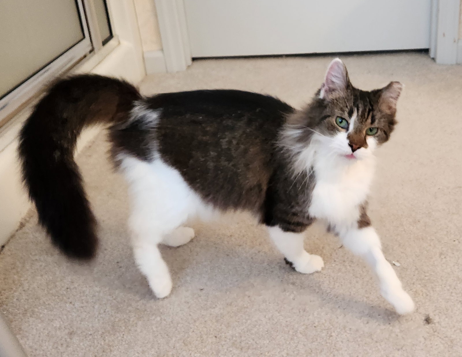 Violet SENIOR FEMALE Image