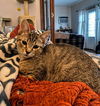 Van YOUNG MALE TABBY