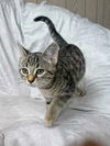 Kevin YOUNG MALE TABBY