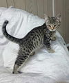 Kevin YOUNG MALE TABBY