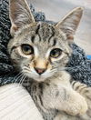 Kevin YOUNG MALE TABBY