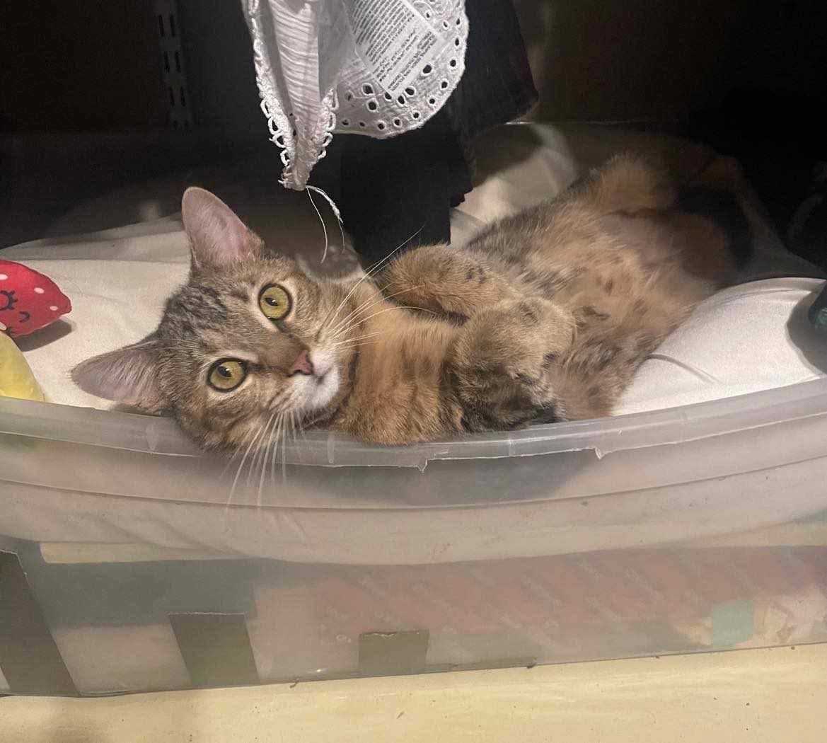 Sunday YOUNG FEMALE TABBY Image