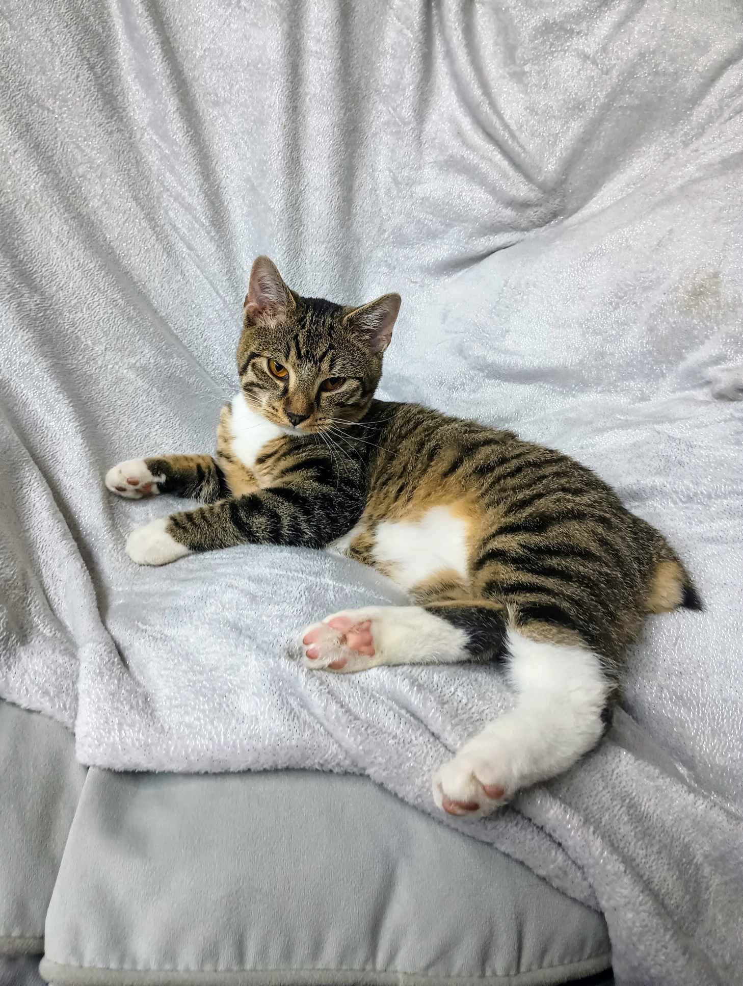 Fawn Young Male Tabby