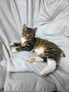 Fawn YOUNG MALE TABBY