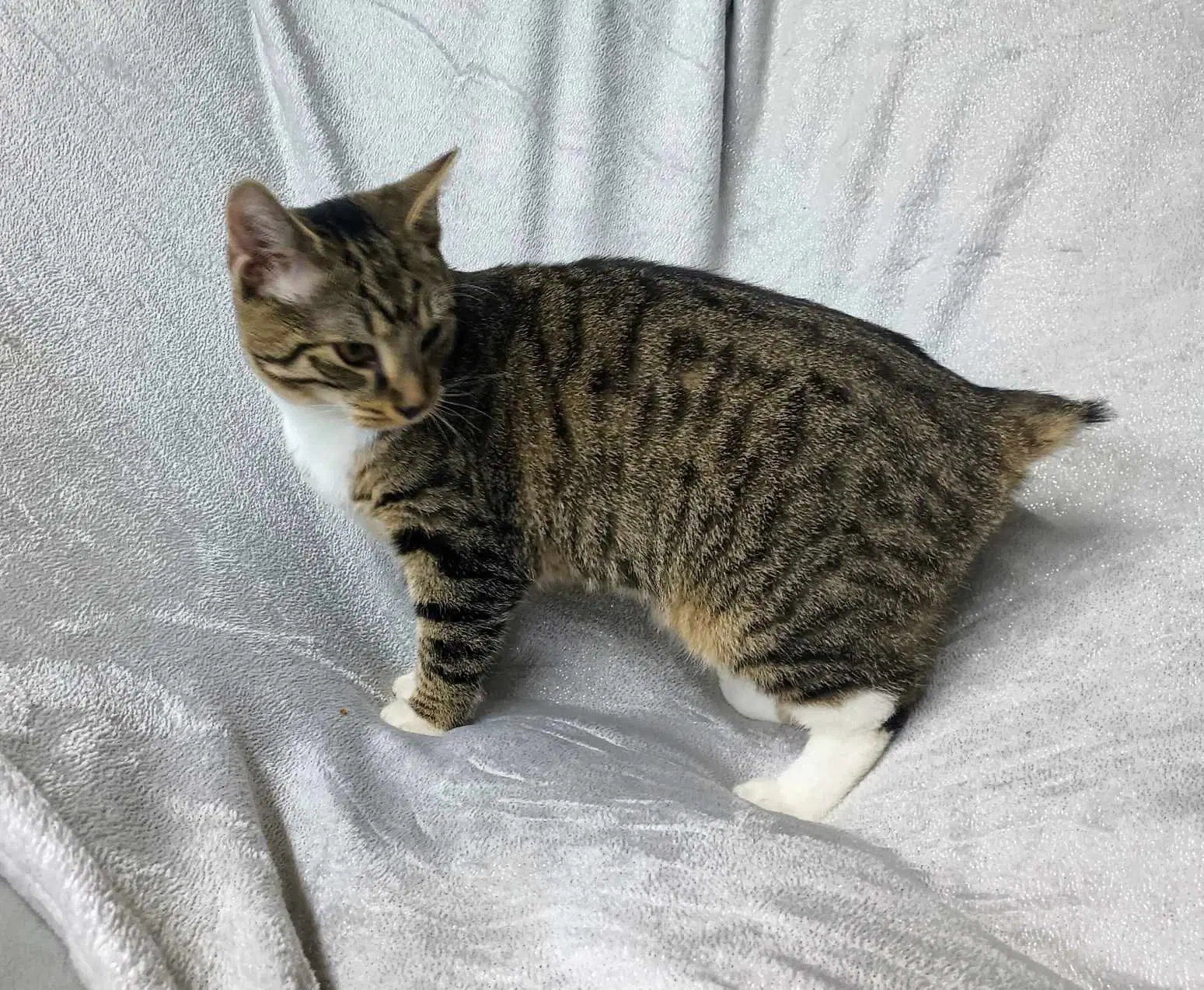 Fawn Young Male Tabby image 3