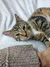 Fawn YOUNG MALE TABBY