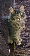 Ashy YOUNG MALE GREY TABBY