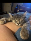 Ashy YOUNG MALE GREY TABBY