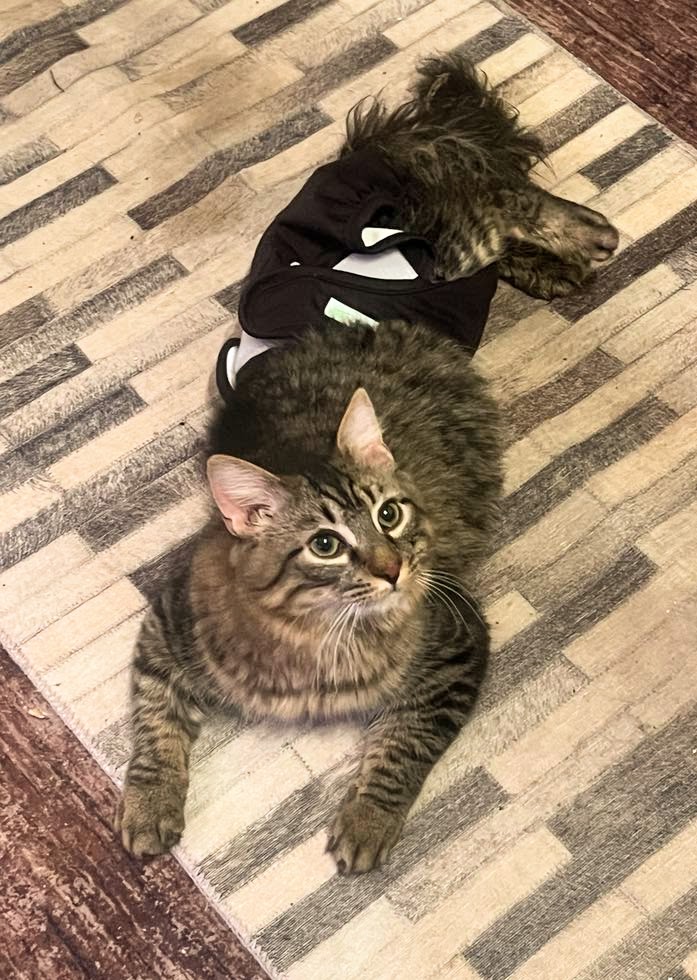 Scooter YOUNG SPECIAL NEEDS KITTY Image