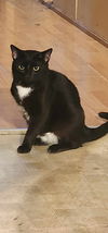 Sylvester ADULT MALE