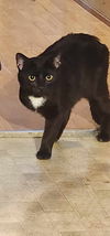 Sylvester ADULT MALE