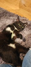 Sylvester ADULT MALE