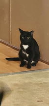 Sylvester ADULT MALE
