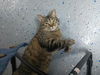 Tom T. YOUNG TABBY MALE